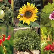 photo de fleurs et legumes du jardin