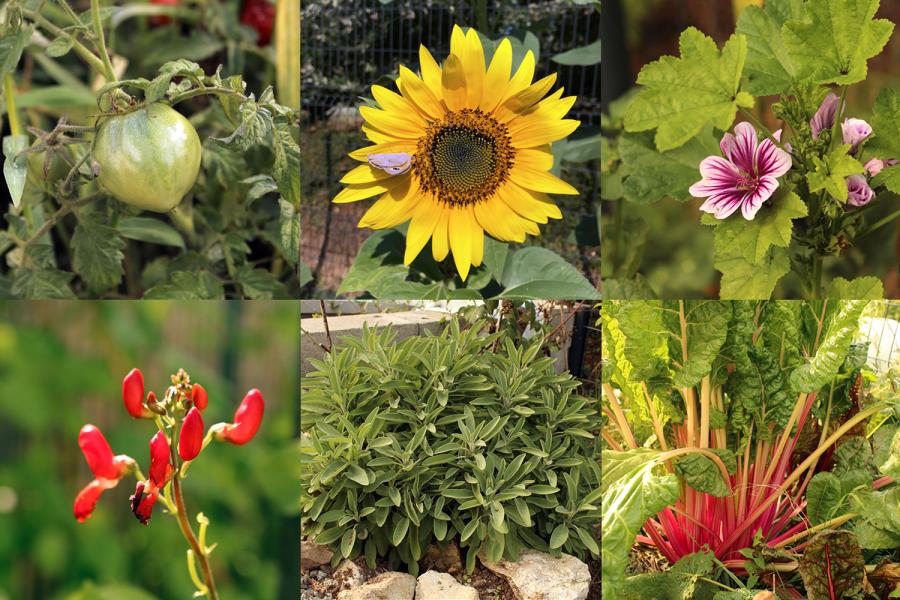 photo de fleurs et legumes du jardin